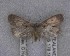  (Euchersadaula - NZAC04258082)  @11 [ ] No Rights Reserved (2025) Unspecified Landcare Research, New Zealand Arthropod Collection