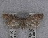  ( - NZAC04258083)  @11 [ ] No Rights Reserved (2025) Unspecified Landcare Research, New Zealand Arthropod Collection