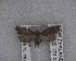  ( - NZAC04258087)  @11 [ ] No Rights Reserved (2025) Unspecified Landcare Research, New Zealand Arthropod Collection