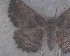  ( - NZAC04258092)  @11 [ ] No Rights Reserved (2025) Unspecified Landcare Research, New Zealand Arthropod Collection