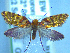  (Sabatinca aurantissima - NZAC04283371)  @11 [ ] No Rights Reserved (2025) Unspecified Landcare Research, New Zealand Arthropod Collection