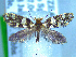  (Sabatinca pluvialis - NZAC04283373)  @11 [ ] No Rights Reserved (2025) Unspecified Landcare Research, New Zealand Arthropod Collection