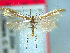  (Houdinia - NZAC04283375)  @11 [ ] No Rights Reserved (2025) Unspecified Landcare Research, New Zealand Arthropod Collection