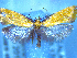  (Tingena actinias - NZAC04283377)  @11 [ ] No Rights Reserved (2025) Unspecified Landcare Research, New Zealand Arthropod Collection