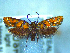  (Tingena - NZAC04283381)  @11 [ ] No Rights Reserved (2025) Unspecified Landcare Research, New Zealand Arthropod Collection