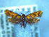  ( - NZAC04283382)  @11 [ ] No Rights Reserved (2025) Unspecified Landcare Research, New Zealand Arthropod Collection