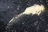  (Deleatidium townsi - NZMAY197)  @11 [ ] Copyright (2014) University of Waikato University of Waikato
