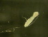  ( - NZPL223)  @11 [ ] Copyright (2010) Unspecified Department of Biological Sciences, University of Waikato