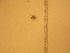  ( - NZPL297)  @11 [ ] Copyright (2010) Unspecified Department of Biological Sciences, University of Waikato