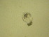  ( - NZPL300)  @11 [ ] Copyright (2010) Unspecified Department of Biological Sciences, University of Waikato