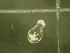  ( - NZPL300)  @11 [ ] Copyright (2010) Unspecified Department of Biological Sciences, University of Waikato