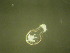  ( - NZPL301)  @11 [ ] Copyright (2010) Unspecified Department of Biological Sciences, University of Waikato