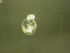  ( - NZPL301)  @11 [ ] Copyright (2010) Unspecified Department of Biological Sciences, University of Waikato