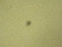  ( - NZPL350)  @11 [ ] Copyright (2010) Unspecified Department of Biological Sciences, University of Waikato