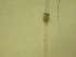  ( - NZPL384)  @11 [ ] Copyright (2010) Unspecified Department of Biological Sciences, University of Waikato