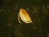  (Daphnia tewaipounamu - NZPL569)  @13 [ ] Copyright (2011) Unspecified University of Waikato