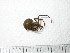  (Megadictynidae - NZSPI004)  @14 [ ] Unspecified (default): All Rights Reserved  Unspecified Unspecified