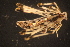  ( - NZSPI158)  @12 [ ] Copyright (2013) University  of Waikato University of Waikato
