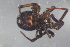  (Steatoda - NZSPI312)  @15 [ ] Copyright (2014) University  of Waikato University of Waikato