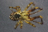  (Theridion zantholabio - NZSPI465)  @14 [ ] Copyright (2014) University  of Waikato University of Waikato