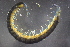  (Cormocephalus rubriceps - NZINS224)  @11 [ ] Copyright (2014) University  of Waikato University of Waikato