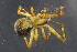  (Theridion zantholabio - NZSPI606)  @14 [ ] Copyright (2014) University  of Waikato University of Waikato