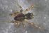  ( - NZSPI818)  @11 [ ] Copyright (2016) University  of Waikato University of Waikato