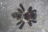  ( - NZSPI842)  @11 [ ] Copyright (2016) University  of Waikato University of Waikato