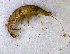  (Zelandoperla fenestrata - NZSTO177)  @13 [ ] Copyright (2014) University of Waikato University of Waikato