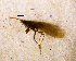  (Conoesucidae - NZCAD801)  @14 [ ] Copyright (2013) Ian Hogg University of Waikato