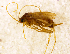  (Chathamia brevipennis - NZCAD807)  @11 [ ] Copyright (2013) Ian Hogg University of Waikato