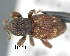  (Himalanchonus - CNCCOLVG00000197.1)  @14 [ ] Copyright (2015) Vasily Grebennikov CFIA