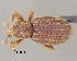  (Anchonidium - CNCCOLVG00000430)  @14 [ ] Copyright (2014) Vasily Grebennikov CFIA