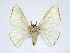  ( - BMNH 818994)  @11 [ ] Unspecified (default): All Rights Reserved  Unspecified Unspecified