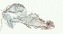  ( - BMNH 818977)  @11 [ ] Unspecified (default): All Rights Reserved  Unspecified Unspecified