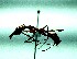  (Odontomachus davidsoni - Odon_Phil_01)  @11 [ ] CreativeCommons - Attribution Share-Alike (2019) Philipp Hoenle Technische Universitat Darmstadt