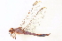  ( - BIOUG02554-F03)  @13 [ ] CreativeCommons - Attribution (2013) CBG Photography Group Centre for Biodiversity Genomics
