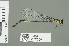  ( - RMNH.5007725)  @13 [ ] CreativeCommons - Attribution Non-Commercial Share-Alike (2013) Unspecified Naturalis Biodiversity Center