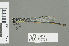  (Pseudagrion spernatum - RMNH.5007733)  @14 [ ] CreativeCommons - Attribution Non-Commercial Share-Alike (2013) Unspecified Naturalis Biodiversity Center