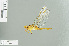  ( - RMNH.5007735)  @13 [ ] CreativeCommons - Attribution Non-Commercial Share-Alike (2013) Unspecified Naturalis Biodiversity Center