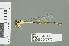  (Pseudagrion vumbaense - RMNH.5007773)  @13 [ ] CreativeCommons - Attribution Non-Commercial Share-Alike (2013) Unspecified Naturalis Biodiversity Center