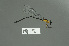  ( - RMNH.5011441)  @11 [ ] CreativeCommons - Attribution Non-Commercial Share-Alike (2016) Unspecified Naturalis, Biodiversity Centre
