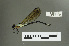 ( - RMNH.5011467)  @11 [ ] CreativeCommons - Attribution Non-Commercial Share-Alike (2016) Unspecified Naturalis, Biodiversity Centre