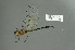  (Hemicordulia continentalis - RMNH.5011483)  @14 [ ] CreativeCommons - Attribution Non-Commercial Share-Alike (2016) Unspecified Naturalis, Biodiversity Centre