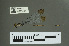  (Pseudagrion fumipennis - RMNH.5011581)  @13 [ ] CreativeCommons - Attribution Non-Commercial Share-Alike (2016) Unspecified Naturalis, Biodiversity Centre