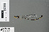  ( - RMNH.INS.228090)  @11 [ ] CreativeCommons - Attribution Non-Commercial Share-Alike (2013) Unspecified Naturalis Biodiversity Center