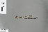  (Palaemnema melanostigma - RMNH.INS.228093)  @12 [ ] CreativeCommons - Attribution Non-Commercial Share-Alike (2013) Unspecified Naturalis Biodiversity Center