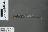  ( - RMNH.INS.228102)  @11 [ ] CreativeCommons - Attribution Non-Commercial Share-Alike (2013) Unspecified Naturalis Biodiversity Center