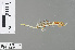  ( - RMNH.INS.228271)  @11 [ ] CreativeCommons - Attribution Non-Commercial Share-Alike (2013) Unspecified Naturalis Biodiversity Center