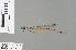  ( - RMNH.INS.228284)  @13 [ ] CreativeCommons - Attribution Non-Commercial Share-Alike (2013) Unspecified Naturalis Biodiversity Center